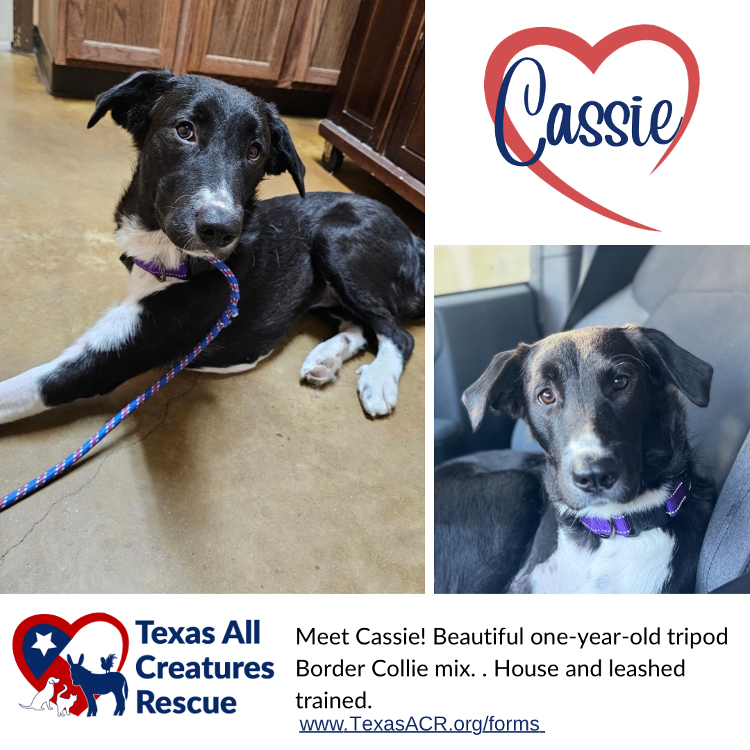 Cassie Image