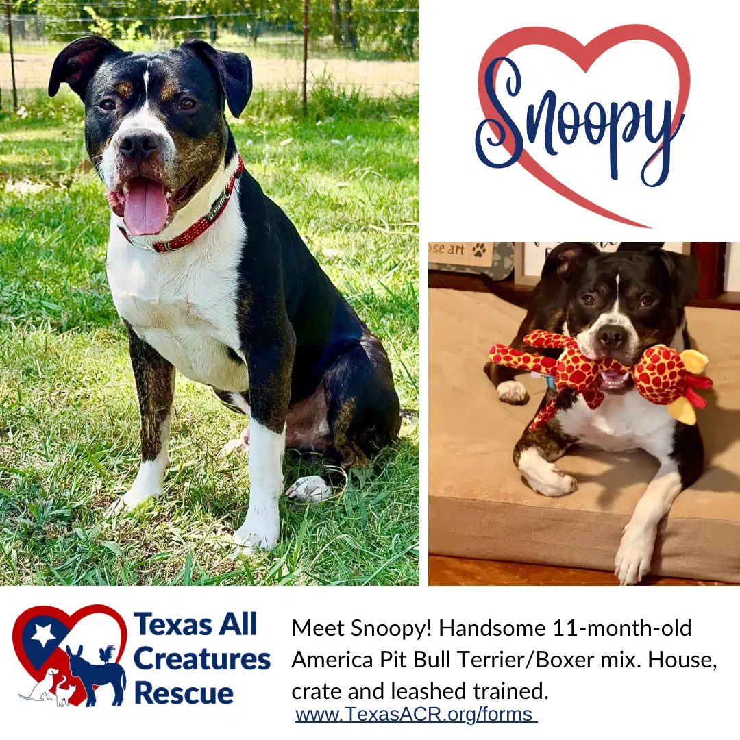 Snoopy - American Pit Bull Terrier