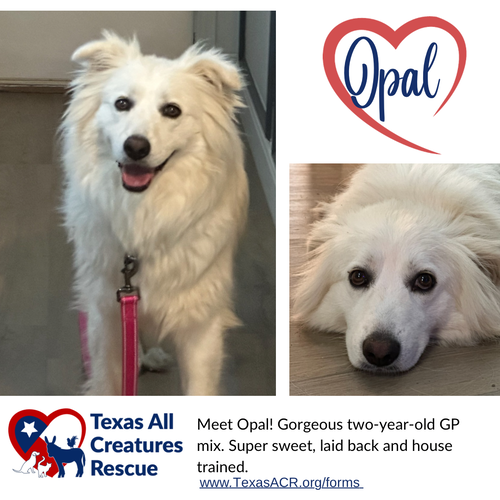 Opal
