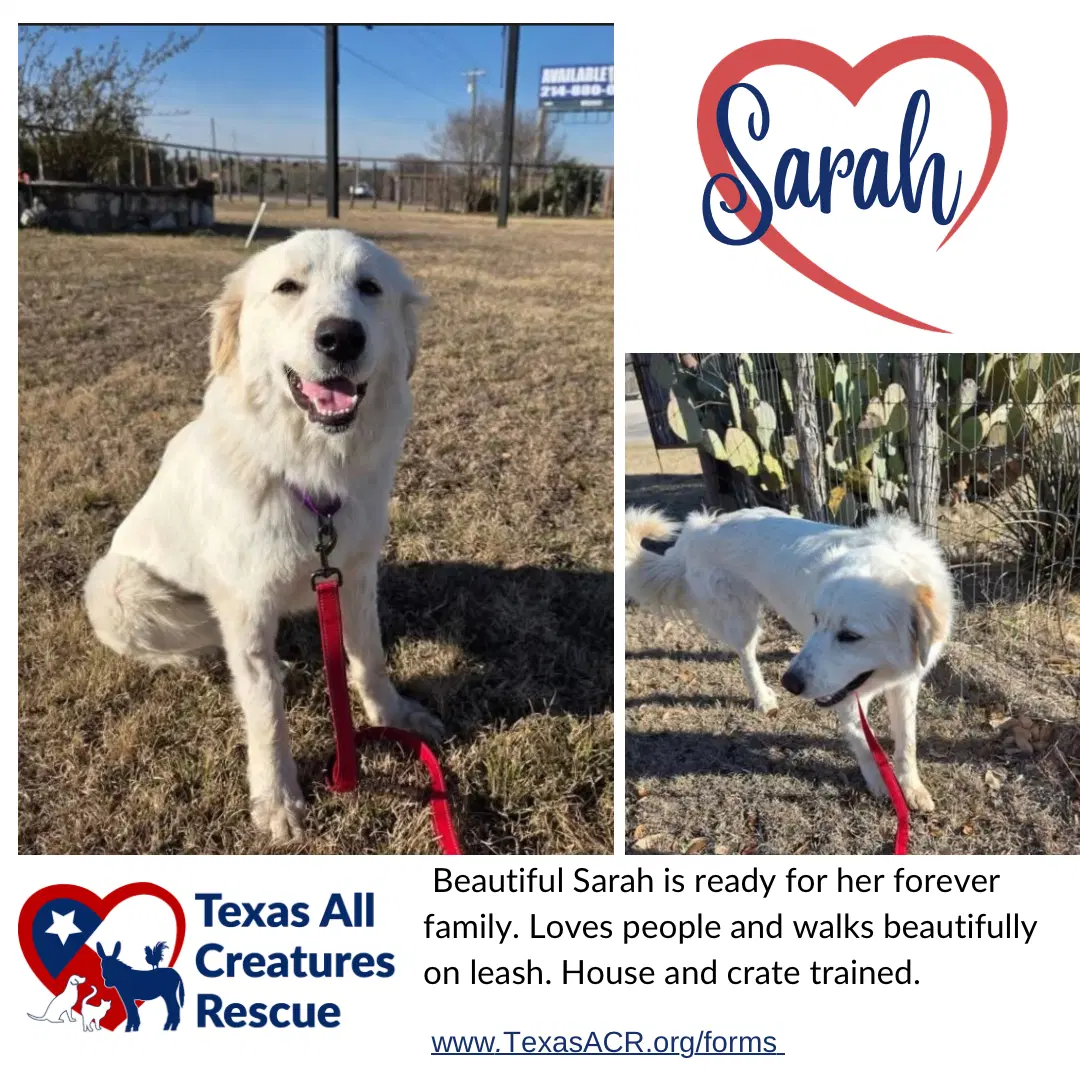 Sarah - Great Pyrenees