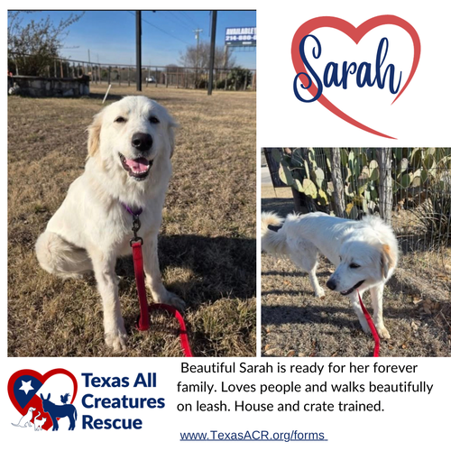 Sarah