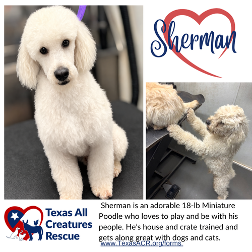 Sherman