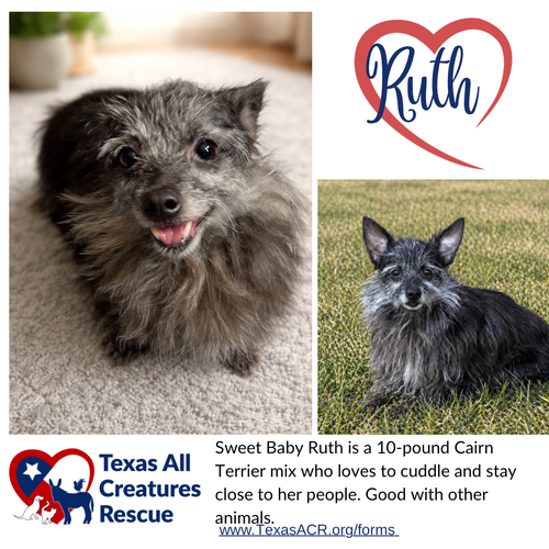 Baby Ruth, an adoptable Cairn Terrier in Lillian, TX
