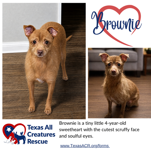 Brownie, an adoptable Cairn Terrier in Lillian, TX
