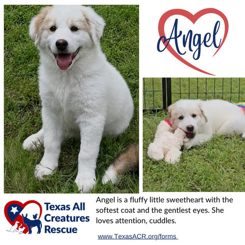 Angel, an adoptable Sheep Dog in Lillian, TX