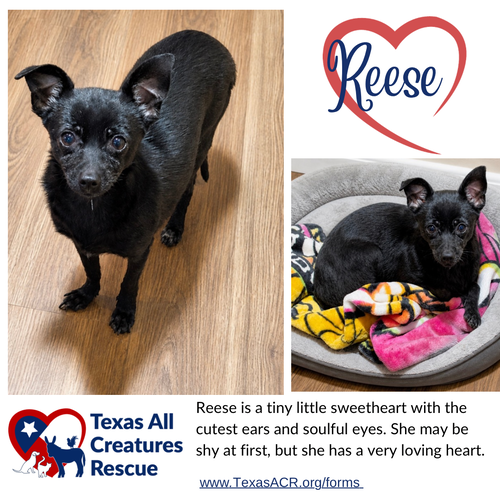 Reese, an adoptable Chihuahua in Lillian, TX