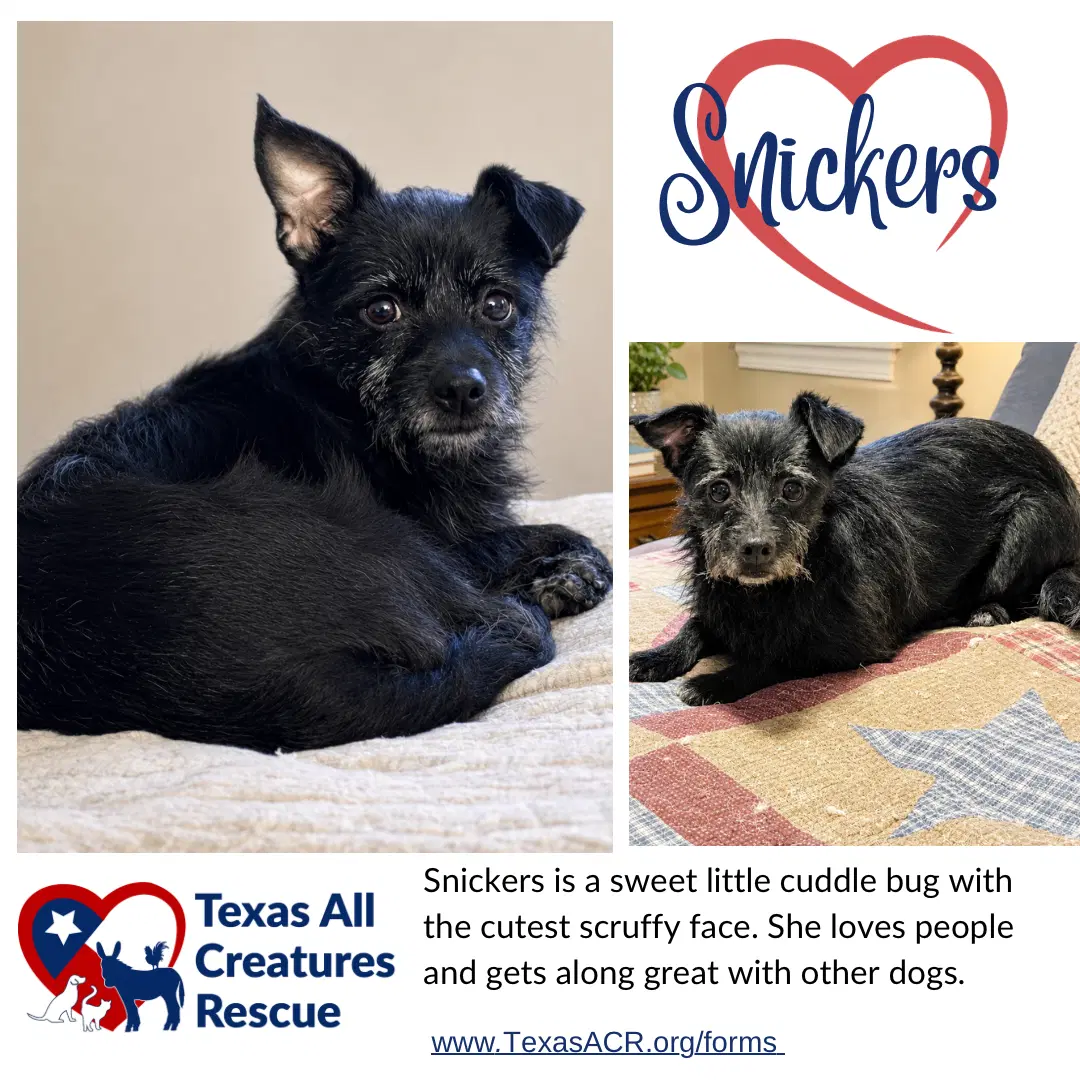 Snickers - Cairn Terrier