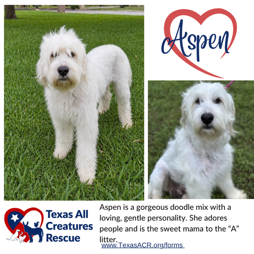 Aspen, an adoptable Poodle in Lillian, TX