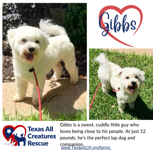 Gibbs