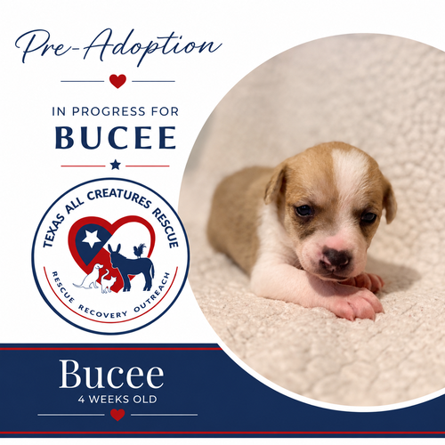 Bucee
