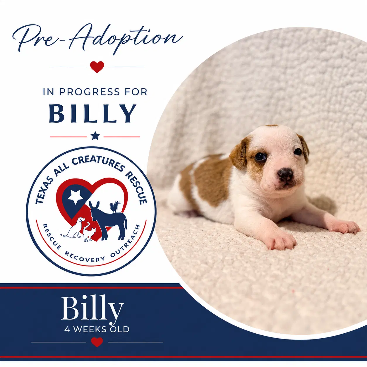 Billy - Chihuahua
