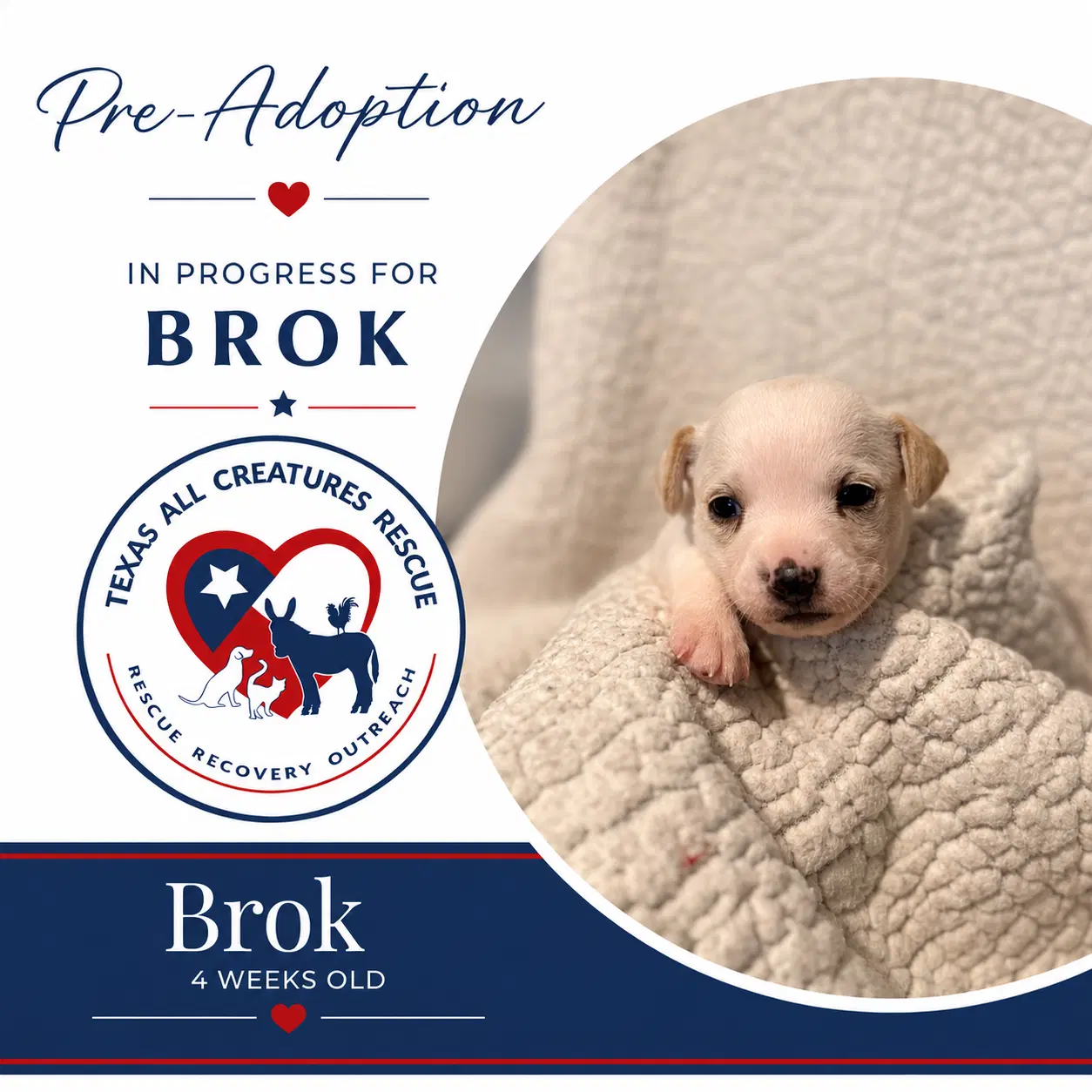 Brok - Chihuahua