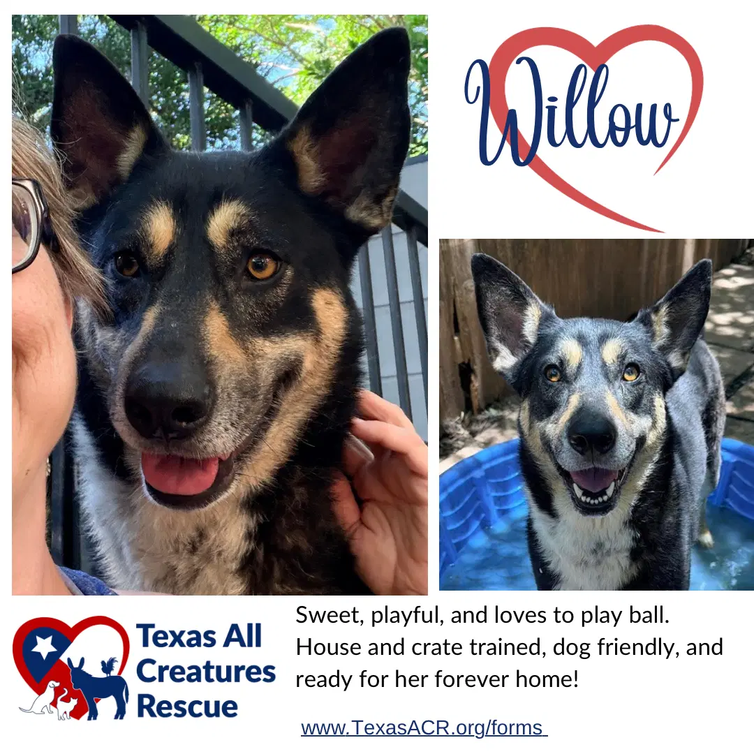 Willow - Shepherd