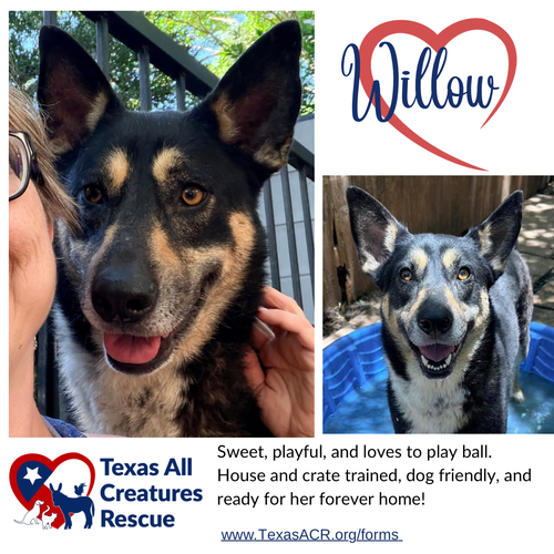 Willow