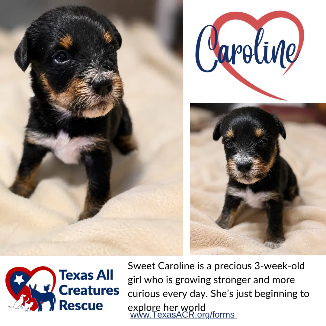 Caroline - Terrier