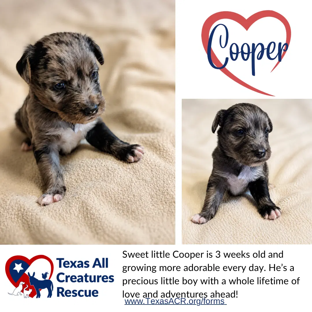 Cooper image 1