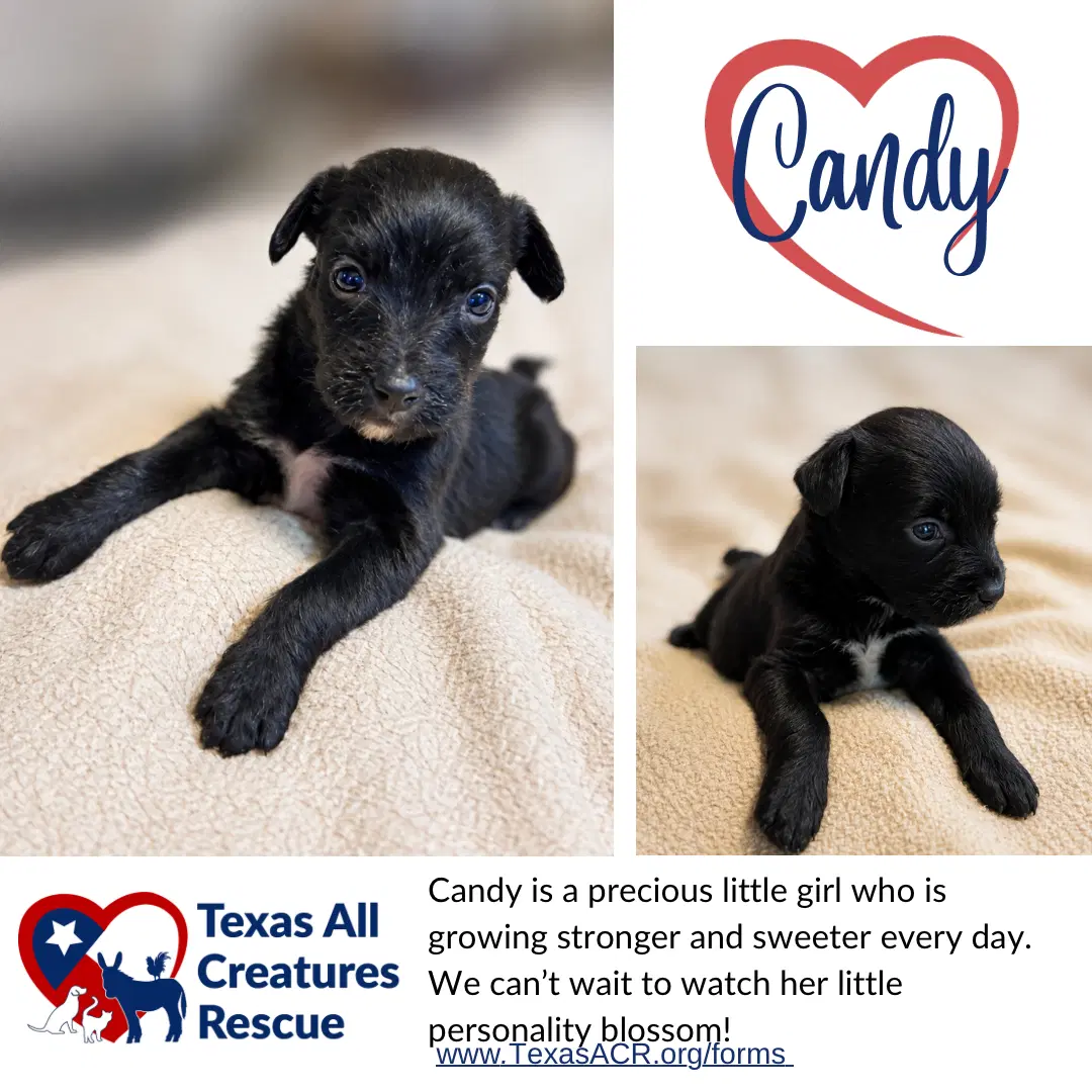 Candy - Terrier