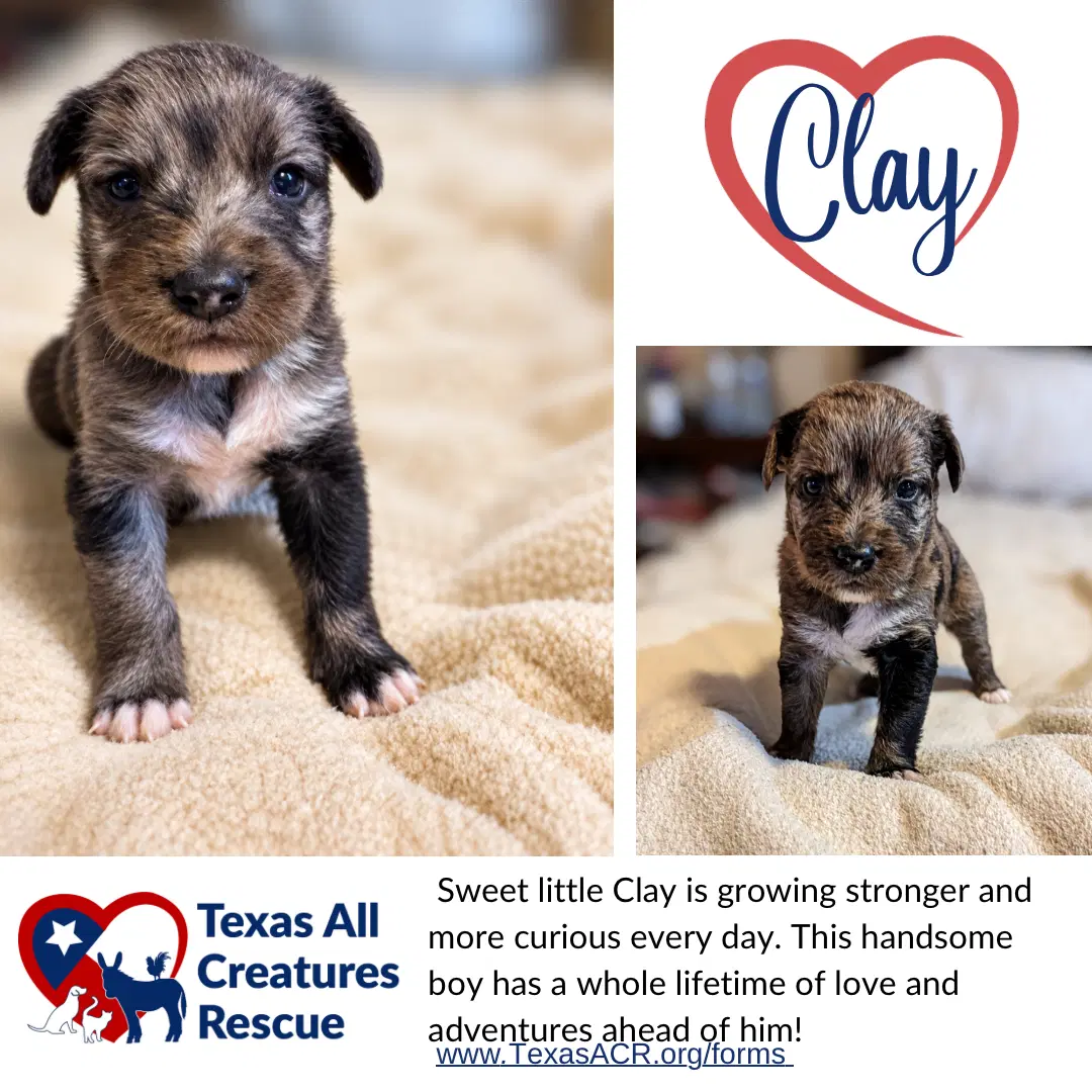 Clay - Terrier