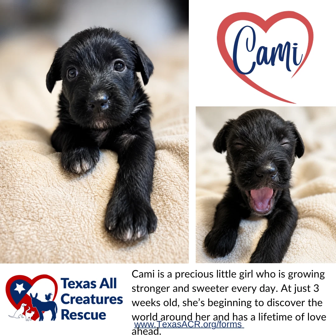 Cami