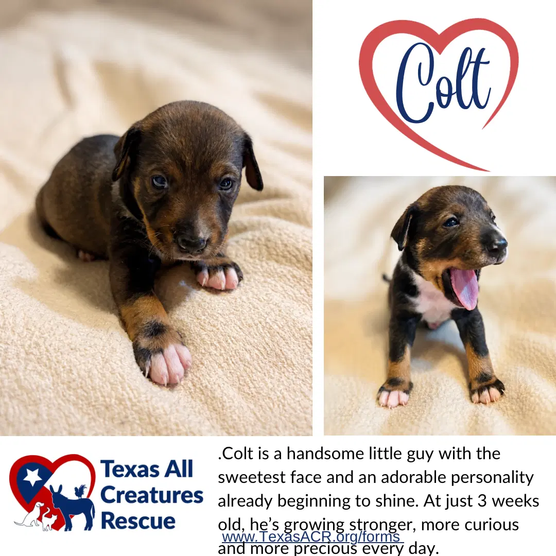 Colt - Terrier