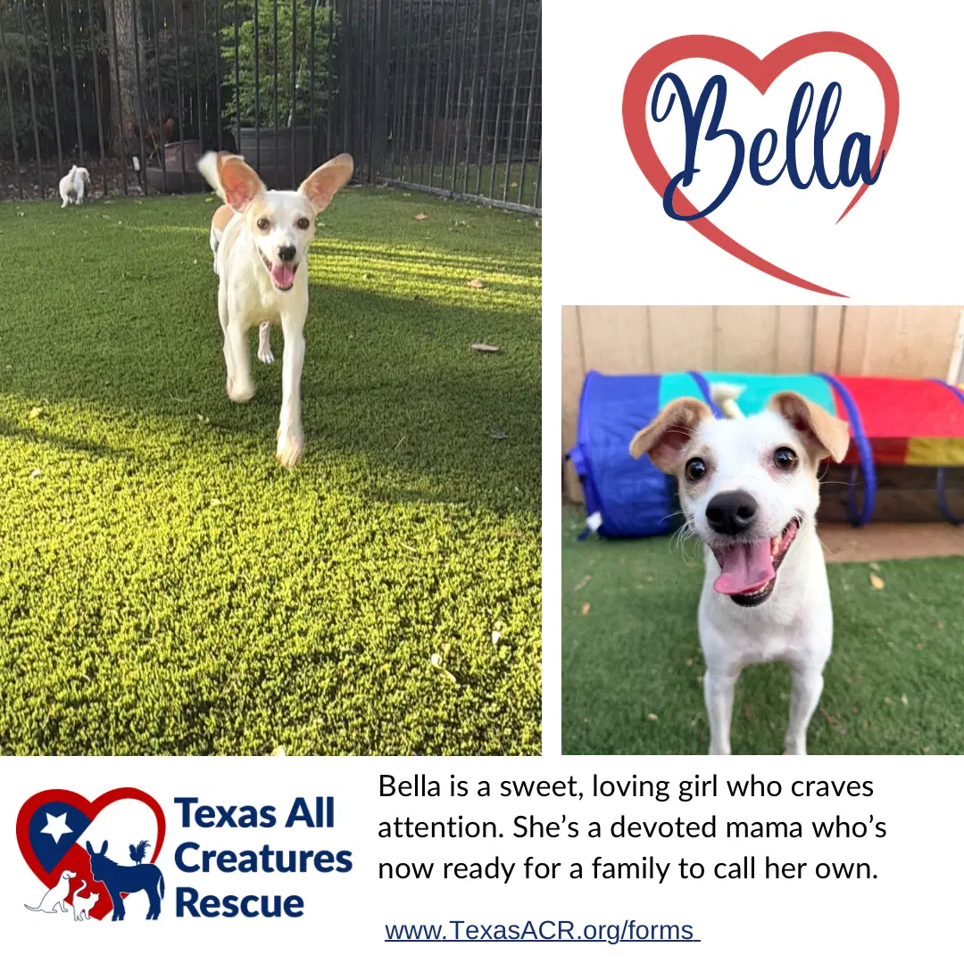 Bella - Rat Terrier