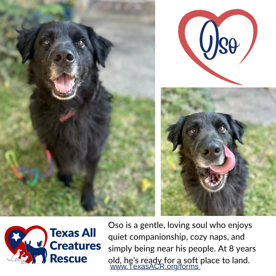 Oso