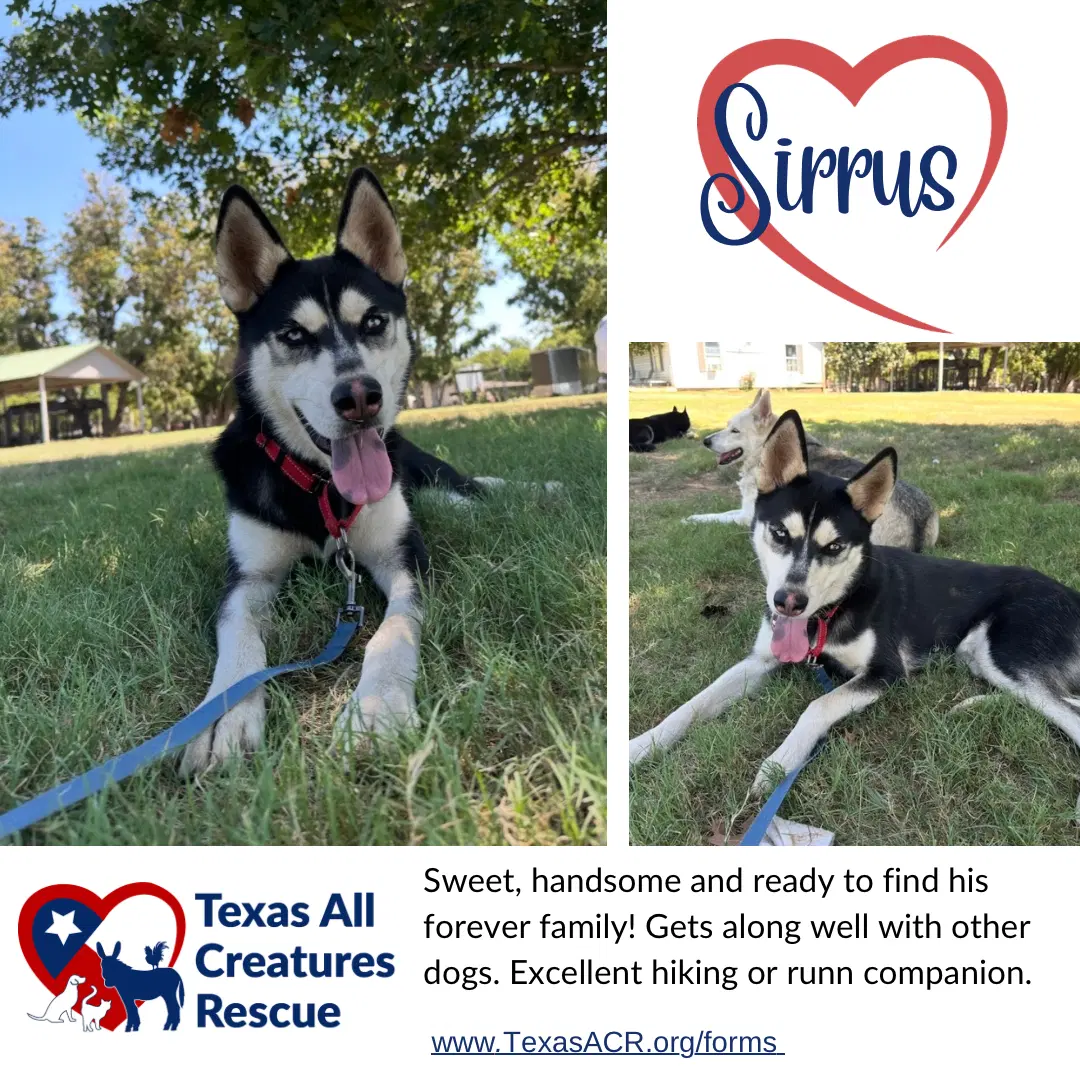 Sirrus - Husky