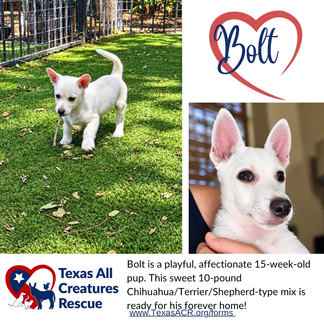Bolt - Chihuahua