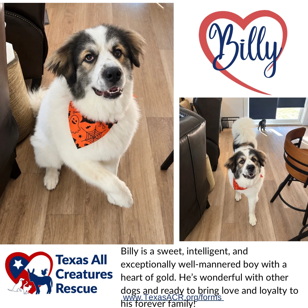 Billy