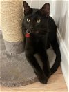adoptable Cat in lawrenceville, GA named Sam