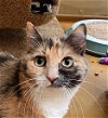 adoptable Cat in lawrenceville, GA named Princess Kate