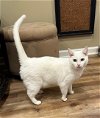 adoptable Cat in lawrenceville, GA named Rayne