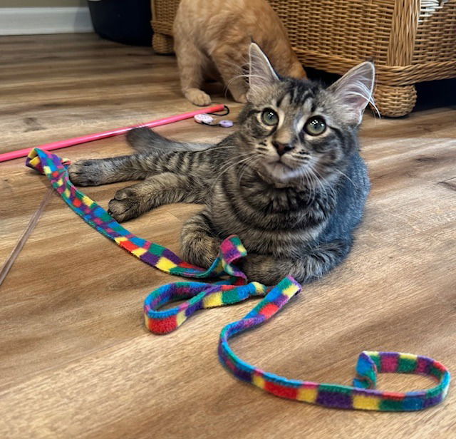 adoptable Cat in Lawrenceville, GA named Rhys