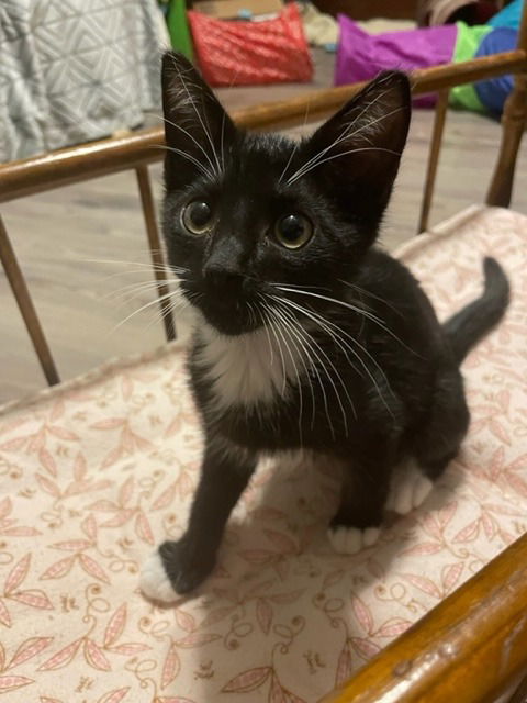 adoptable Cat in Lawrenceville, GA named Howie