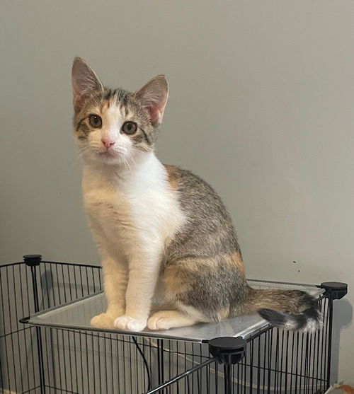 picture of the cat needing adoption