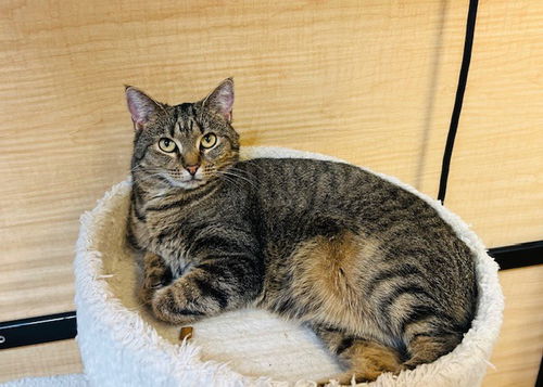 picture of the cat needing adoption