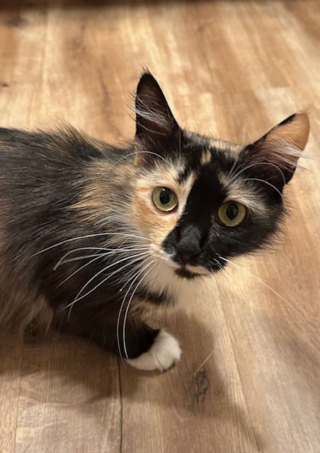 picture of the cat needing adoption