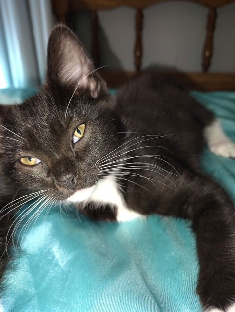 adoptable Cat in Lawrenceville, GA named Boots