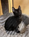 adoptable Cat in  named Fluff N