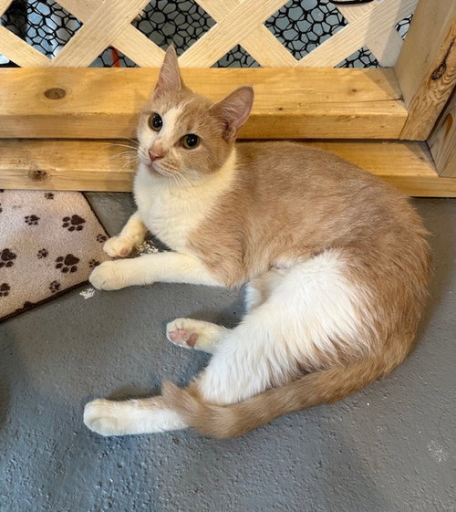 picture of the cat needing adoption