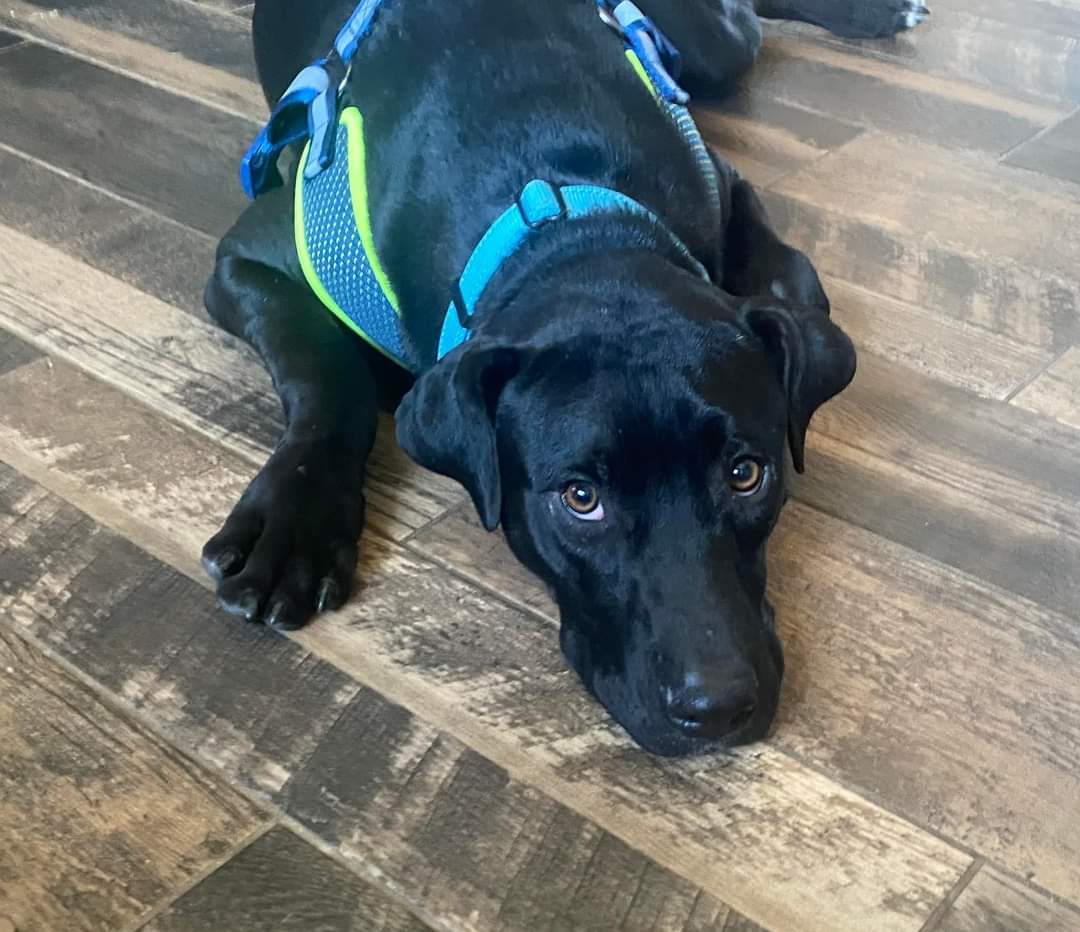 Dog for Adoption Mr. Wiggles, a Great Dane in Appleton, WI Alpha Paw