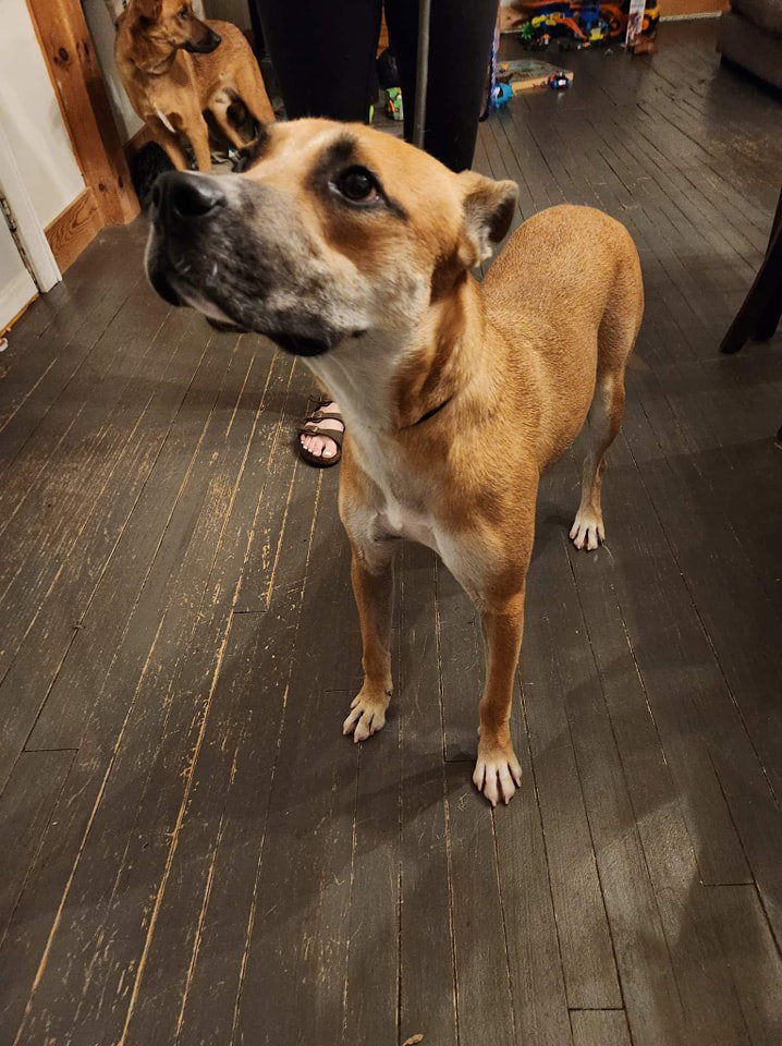 Dog for Adoption Remy, a German Shepherd Dog in Oshkosh, WI Alpha Paw