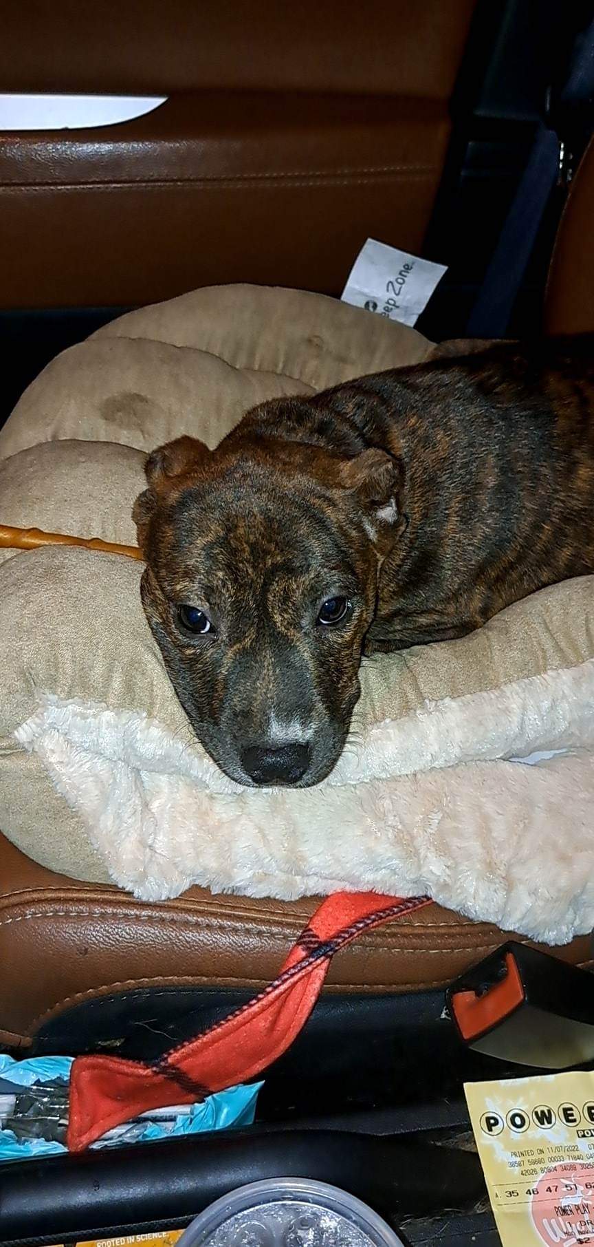 Dog for Adoption Phoenix, a American Pit Bull Terrier in Appleton, WI