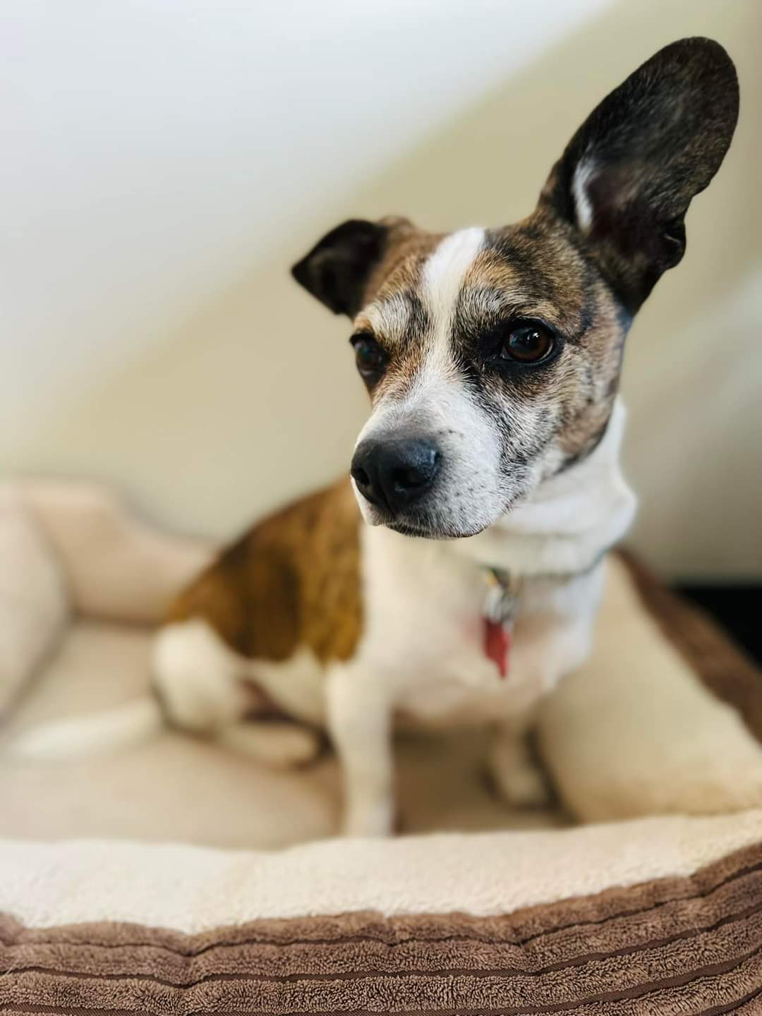 Dog for Adoption Bones, a Jack Russell Terrier in Oconto Falls, WI Alpha Paw