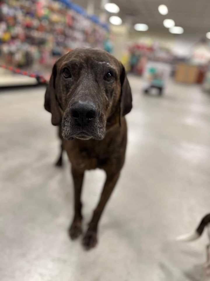 Dog for Adoption Sawyer, a Hound in Green Bay, WI Alpha Paw