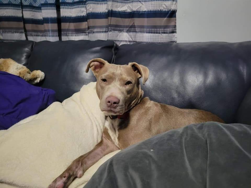 Dog for Adoption Delilah, a Blue Lacy in Green Bay, WI Alpha Paw