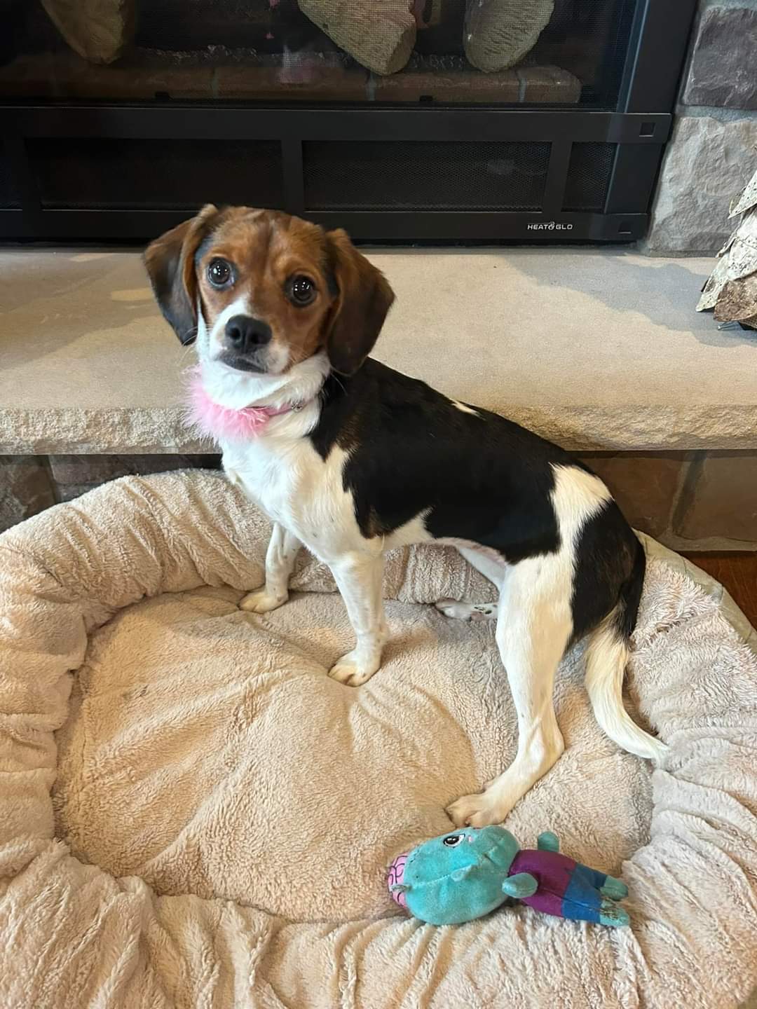 Dog for Adoption Naomi, a Beagle in Appleton, WI Alpha Paw