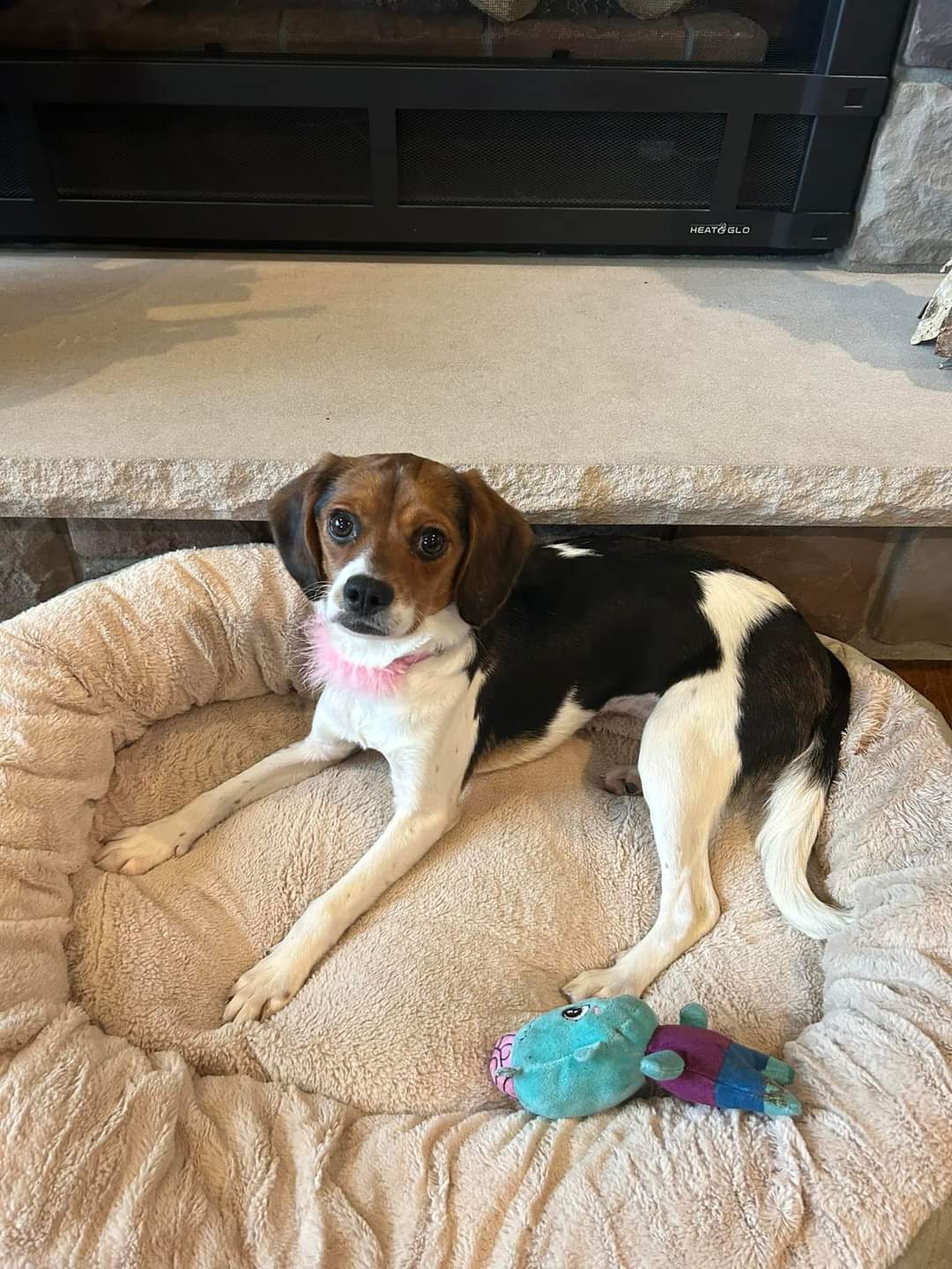 Dog for Adoption Naomi, a Beagle in Appleton, WI Alpha Paw