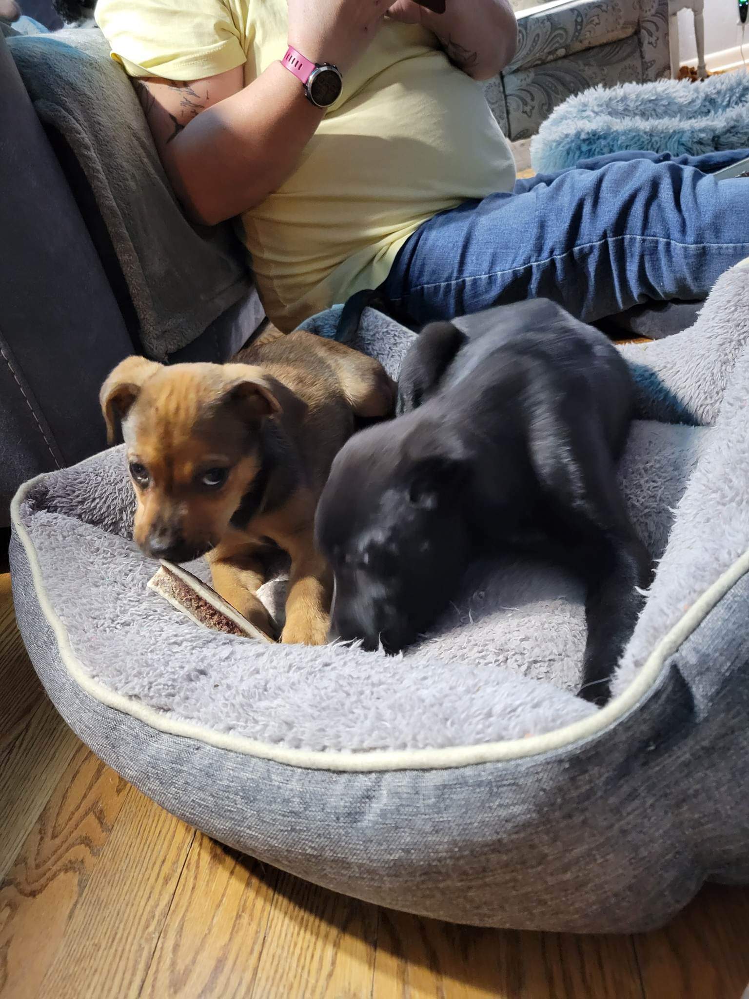 Dog for Adoption Priscilla, a Labrador Retriever in Appleton, WI