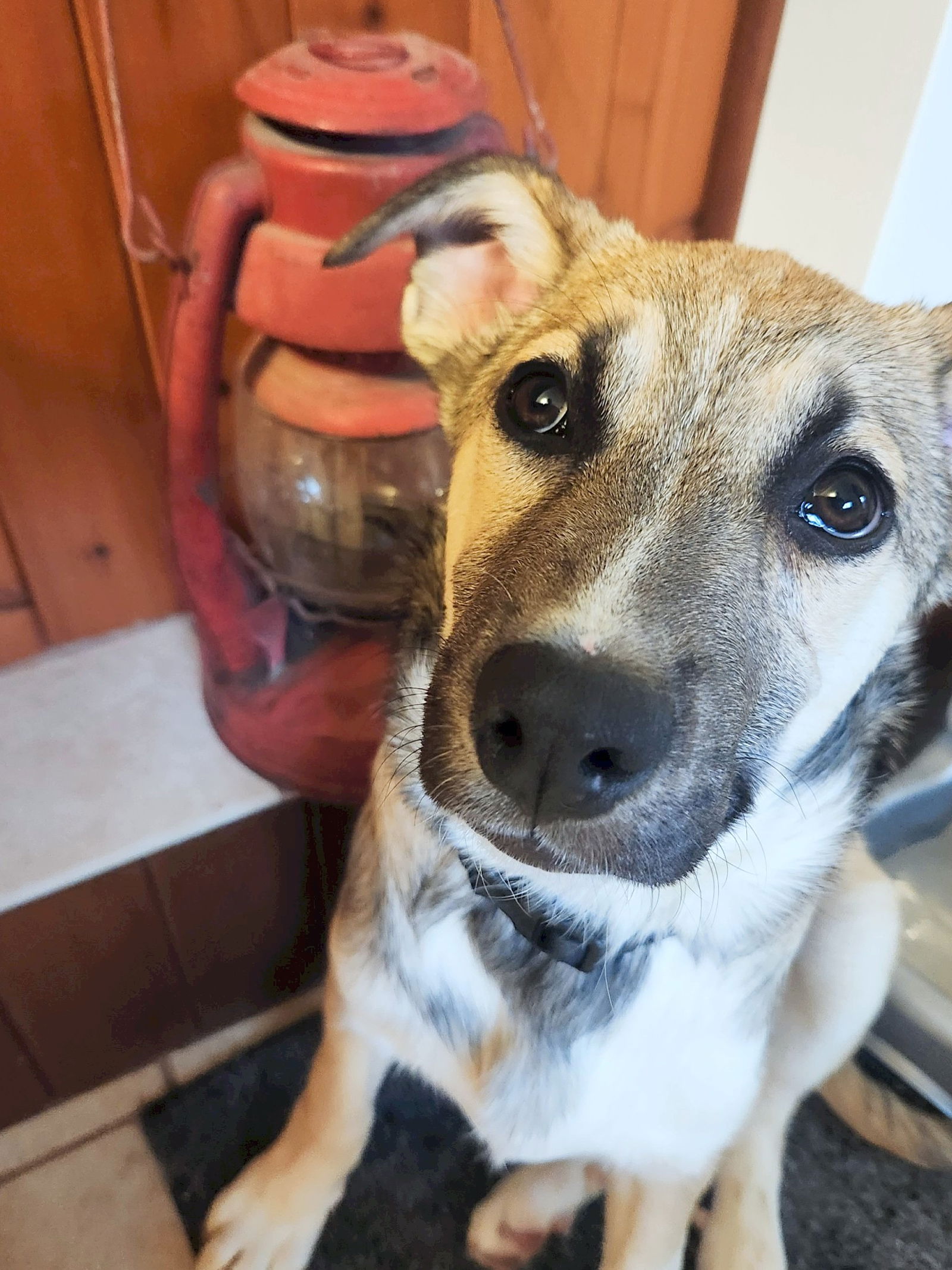 Dog for Adoption - Ike, a Shepherd in Kimberly, WI | Alpha Paw